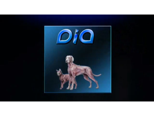 Fleas Video